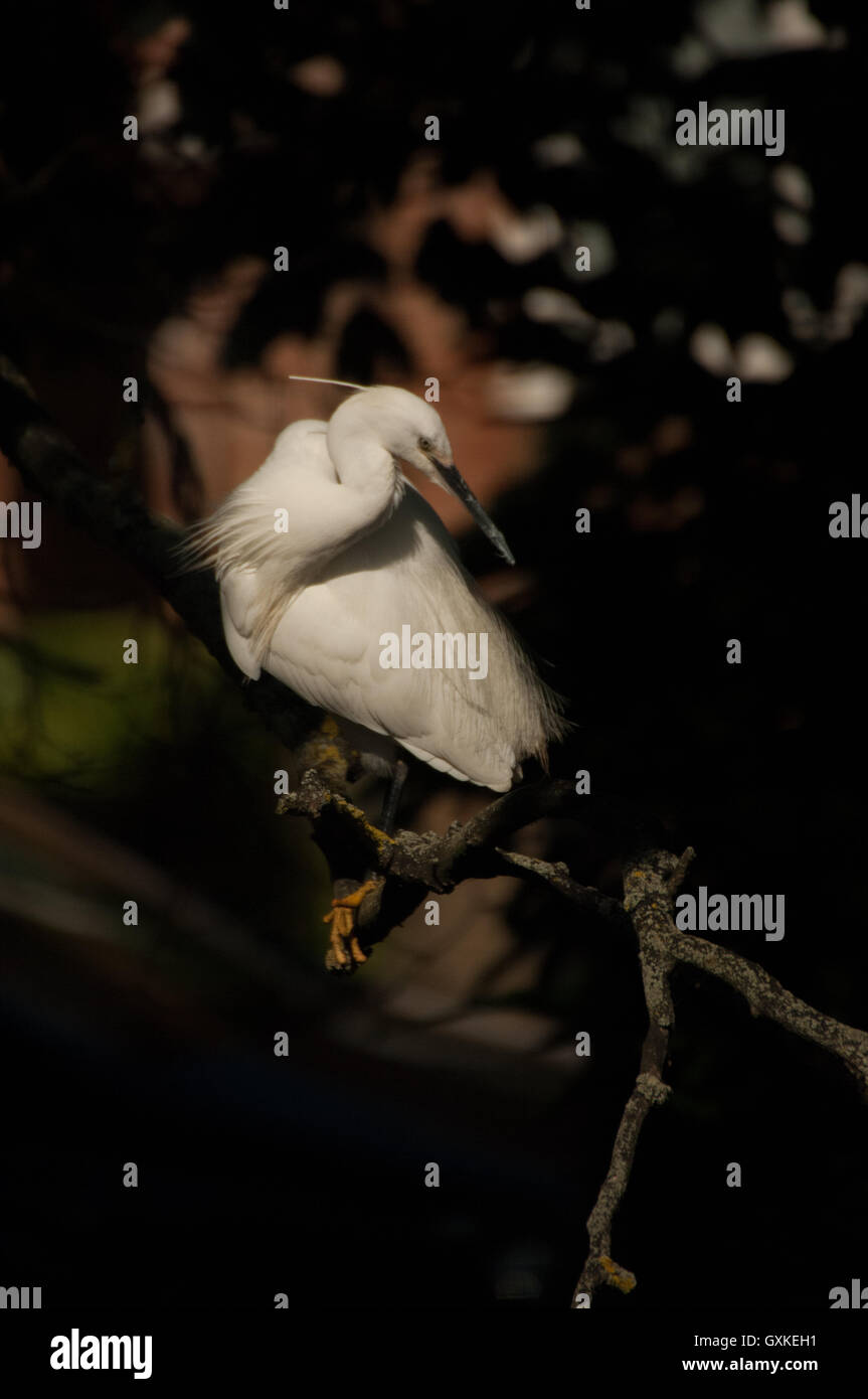 Garzetta Egretta garzetta appollaiato in un albero, Essex, Agosto Foto Stock