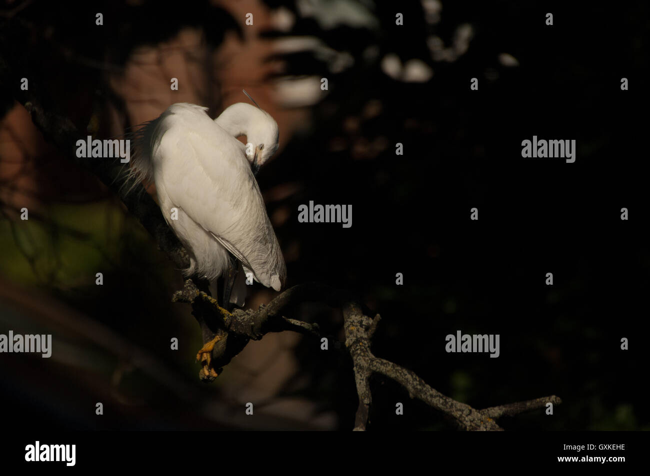 Garzetta Egretta garzetta appollaiato in un albero preening, con becco ripiegato è il piumaggio, Essex, Agosto Foto Stock