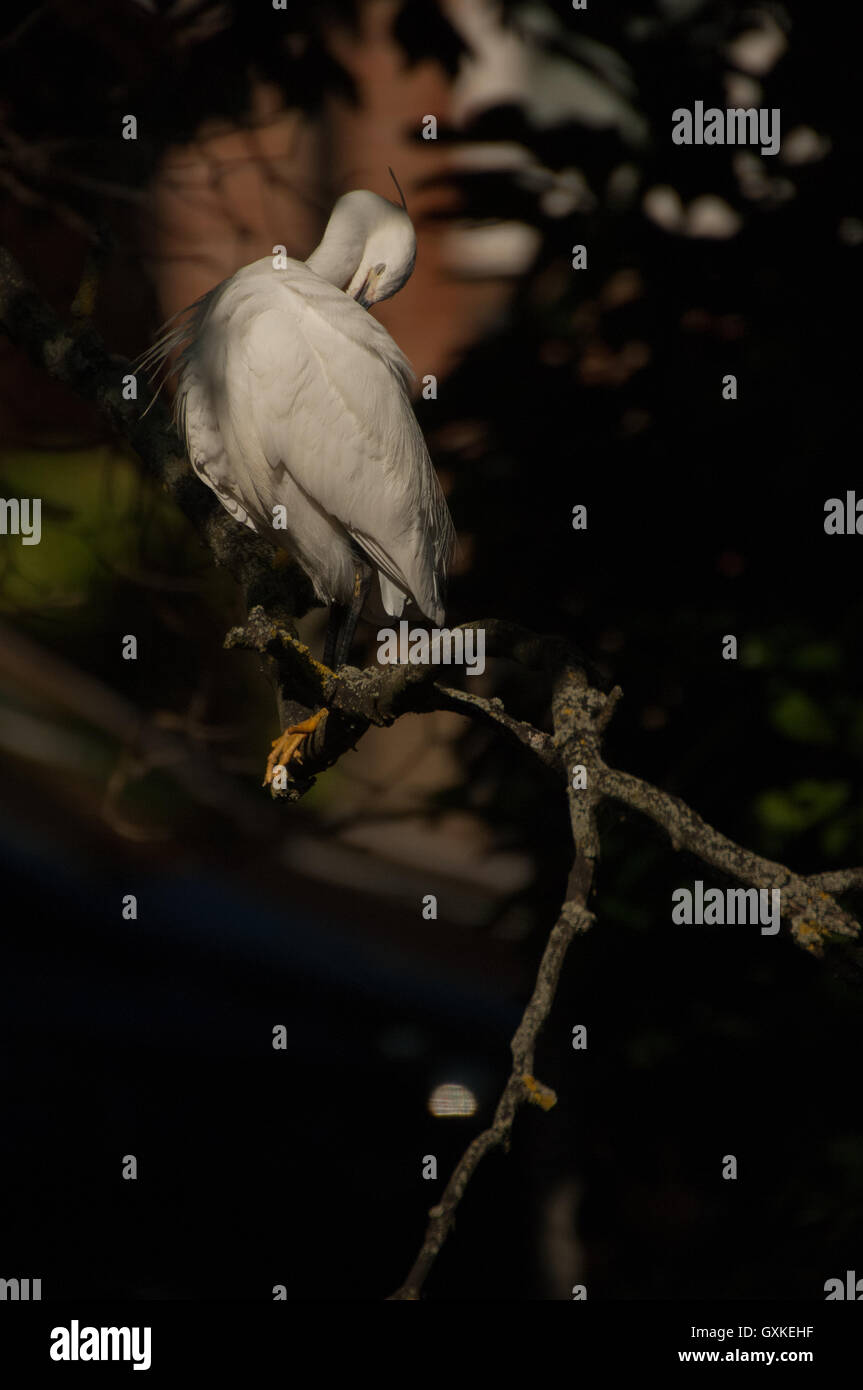 Garzetta Egretta garzetta appollaiato in un albero preening, con becco ripiegato è il piumaggio, Essex, Agosto Foto Stock