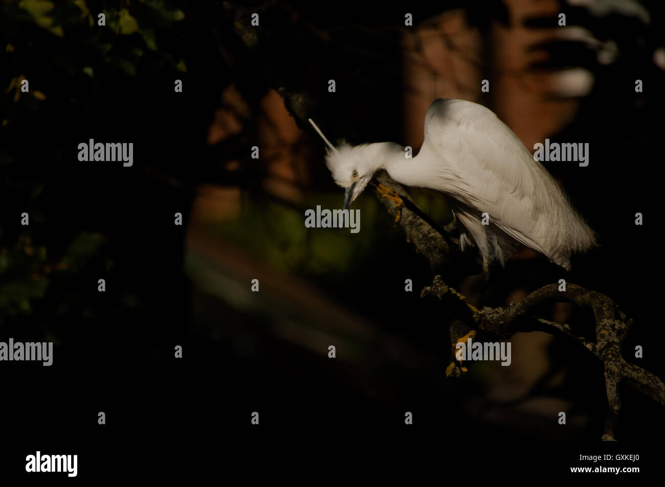 Garzetta Egretta garzetta appollaiato in un albero preening, Essex, Agosto Foto Stock