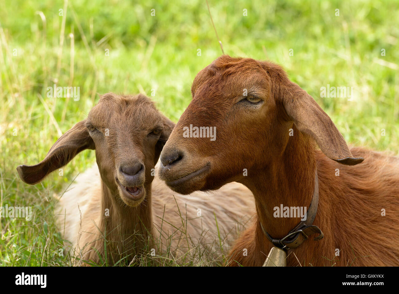 Capre pascolano nel verde della campagna in Sardegna. Foto Stock