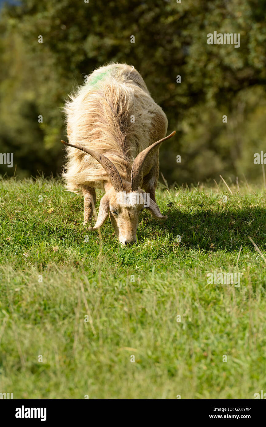 La capra bianca con lunghe corna che pascolano nel prato verde. Foto Stock