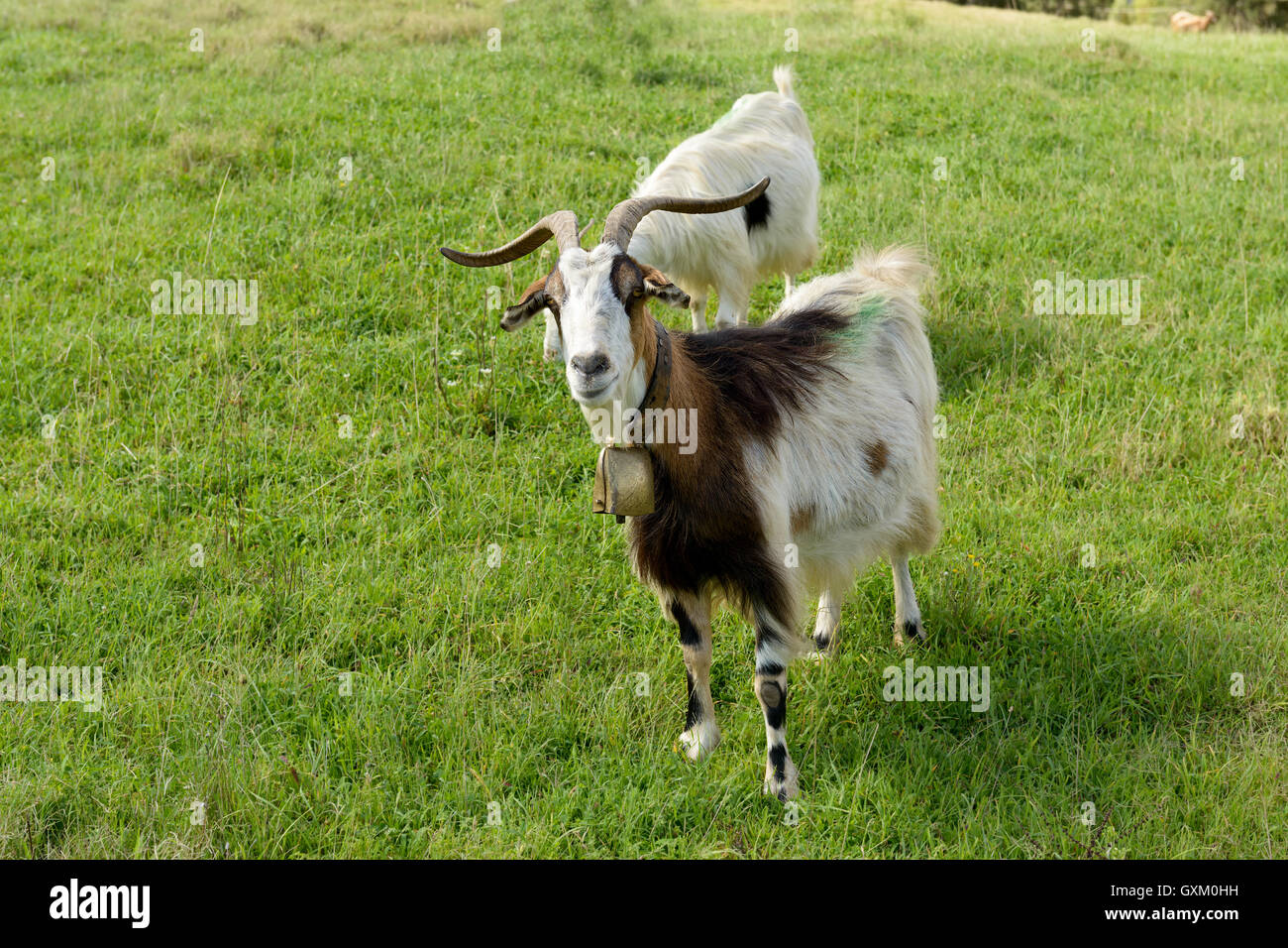 La capra con lunghe corna guarda nella telecamera. Foto Stock