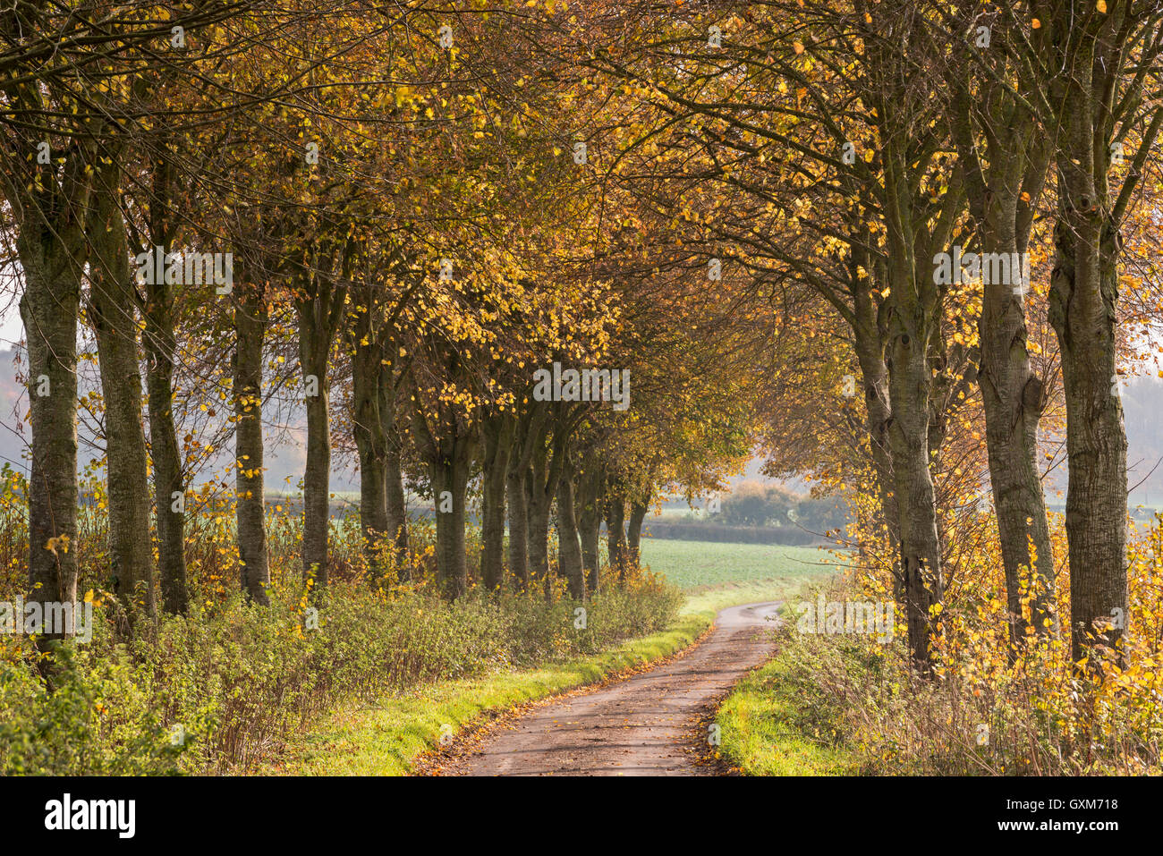 Vicolo del paese che conduce attraverso un viale di colorati alberi autunnali, Dorset, Inghilterra. In autunno (Novembre) 2014. Foto Stock