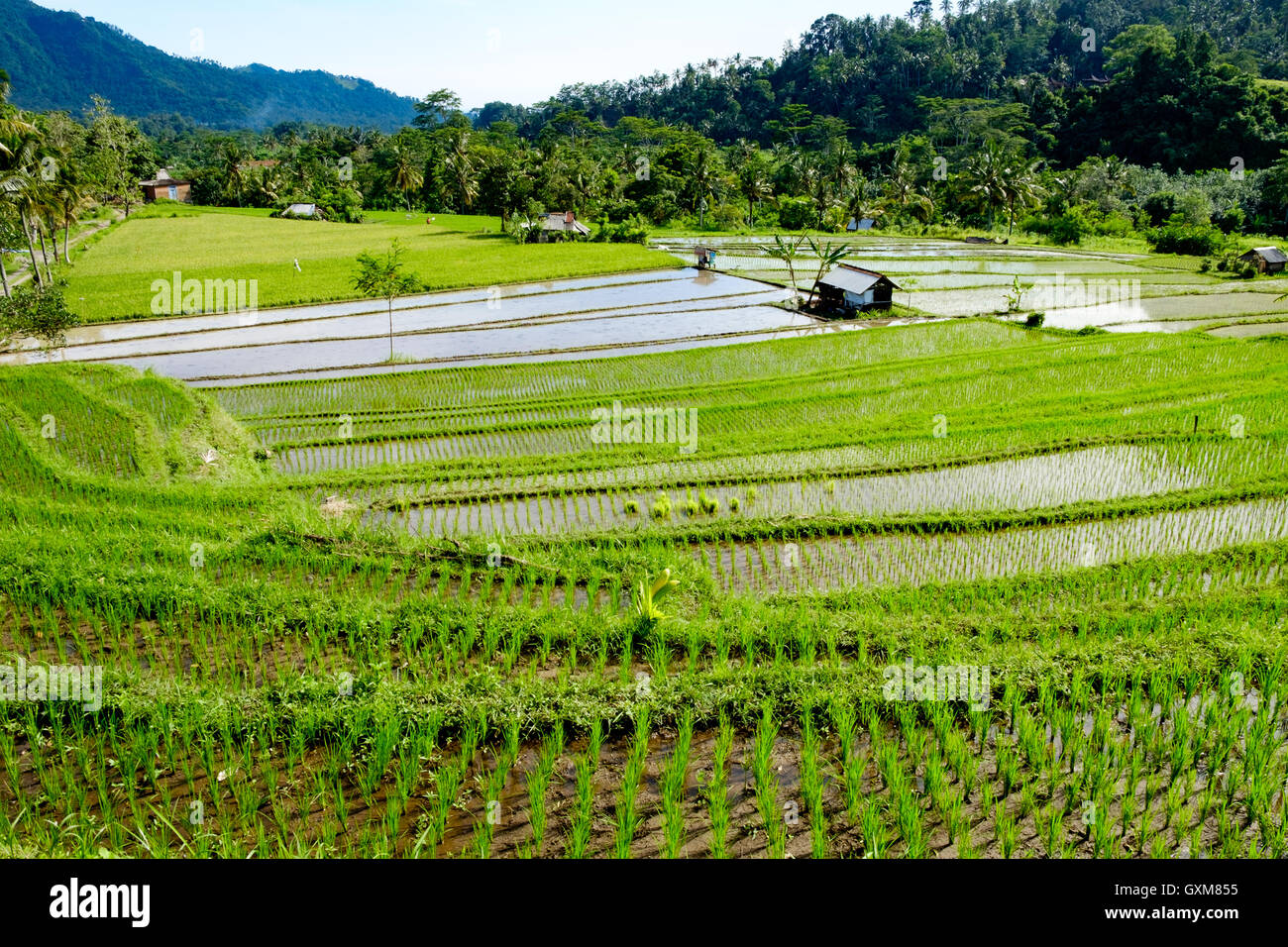 Risaie per la produzione di riso di Bali, Indonesia Foto Stock