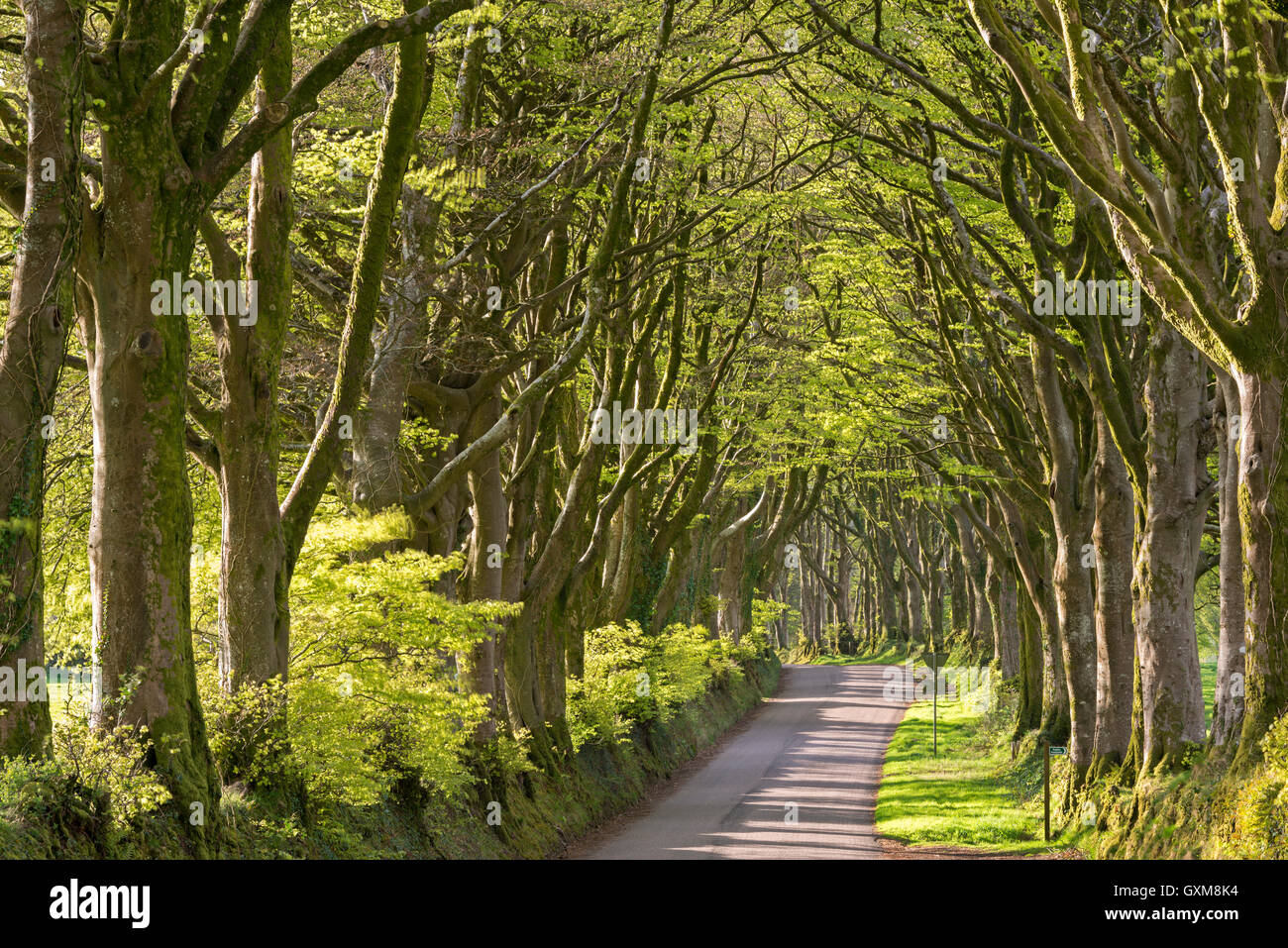 Avenue di maturi alberi decidui vicino Bridestowe, Parco Nazionale di Dartmoor, Devon, Inghilterra. Molla (aprile) 2015. Foto Stock