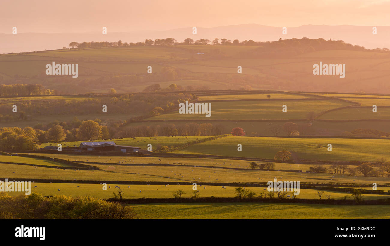 Terreni agricoli di rotolamento vicino Brentor, Devon, Inghilterra. Molla (aprile) 2015. Foto Stock