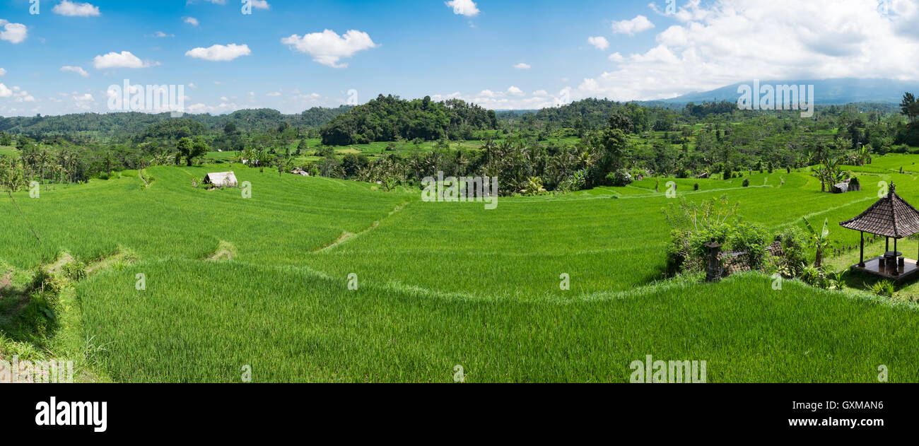 Risaie per la produzione di riso di Bali, Indonesia Foto Stock