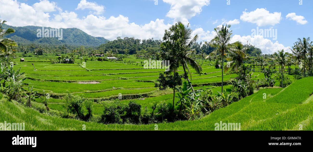 Risaie per la produzione di riso di Bali, Indonesia Foto Stock