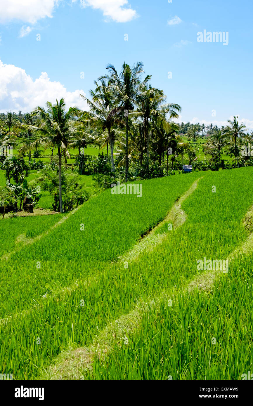 Risaie per la produzione di riso di Bali, Indonesia Foto Stock
