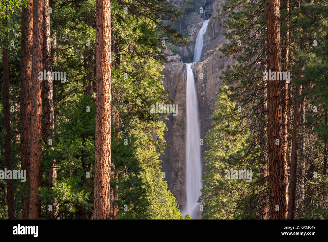 Abbassare Yosemite Falls attraverso le conifere della valle di Yosemite in California, Stati Uniti d'America. Molla (Giugno) 2015. Foto Stock