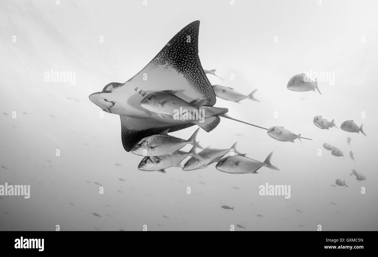 Raggio di aquila chiazzato di nuoto con una scuola di pesce jack, Lupo isola, isole Galapagos, Ecuador. Foto Stock