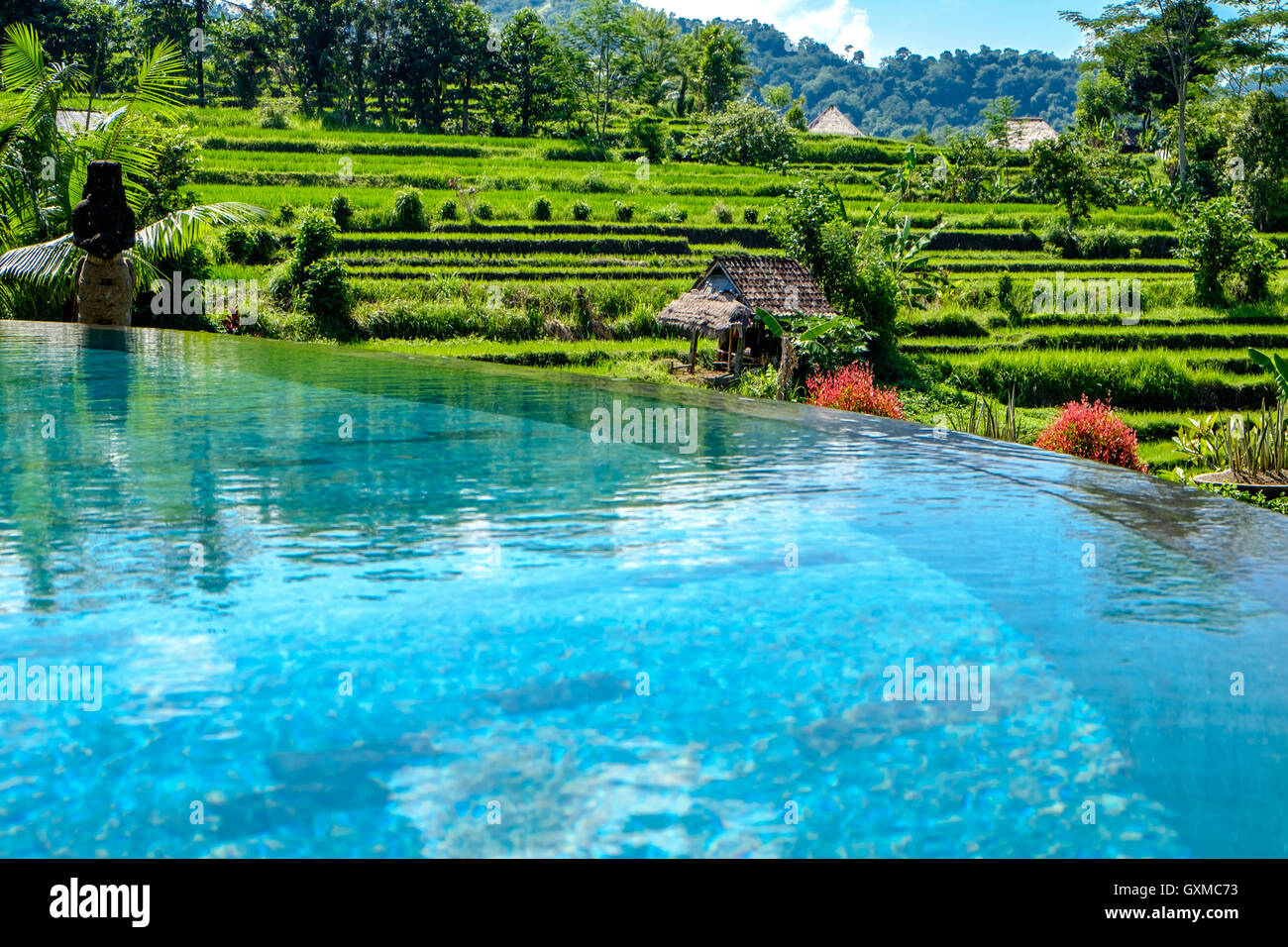 Piscina nei campi di riso di giava, Indonesia Foto Stock