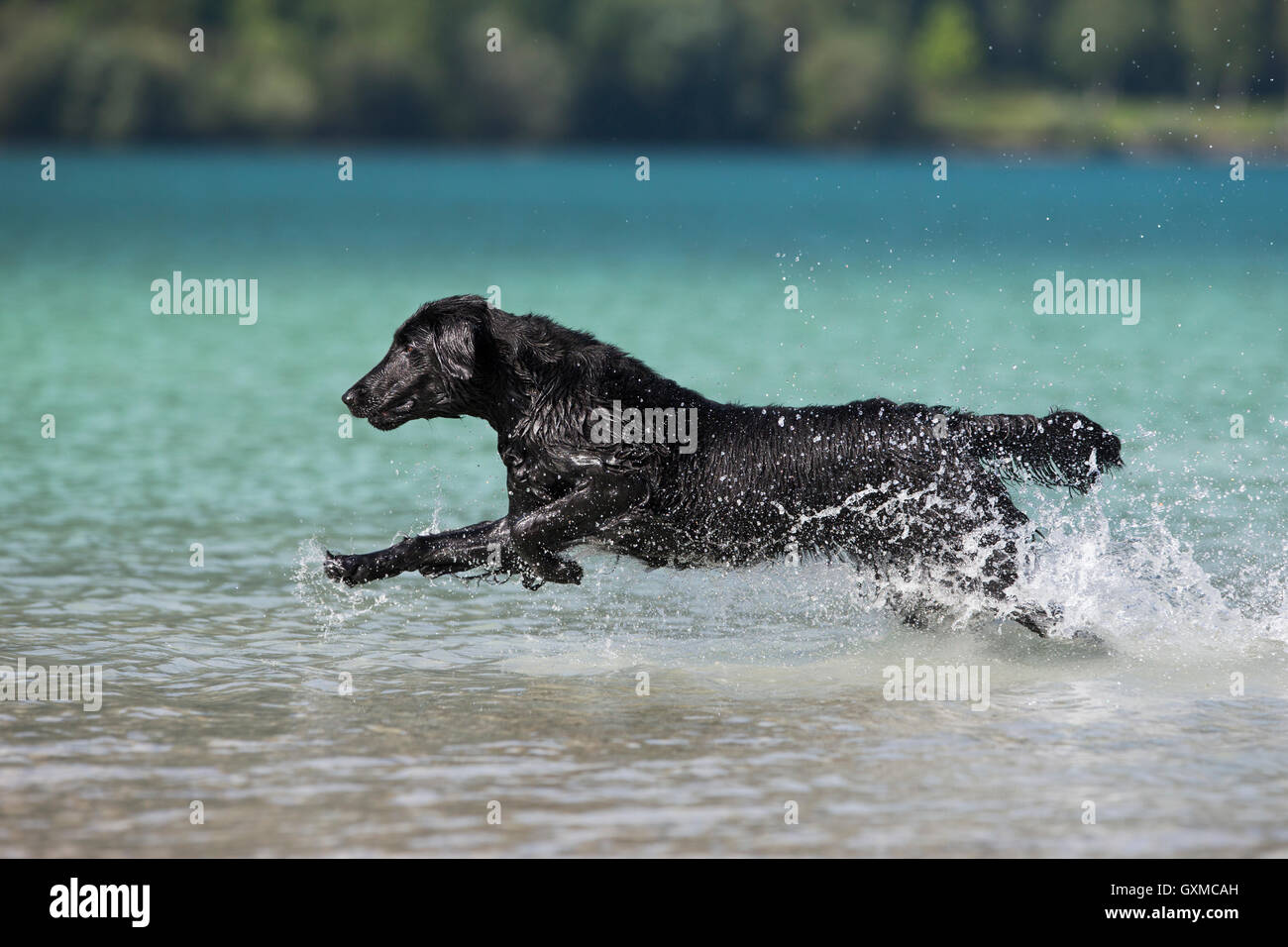 Flat-Coated Retriever, nero, in esecuzione attraverso acqua, Tirolo, Austria Foto Stock