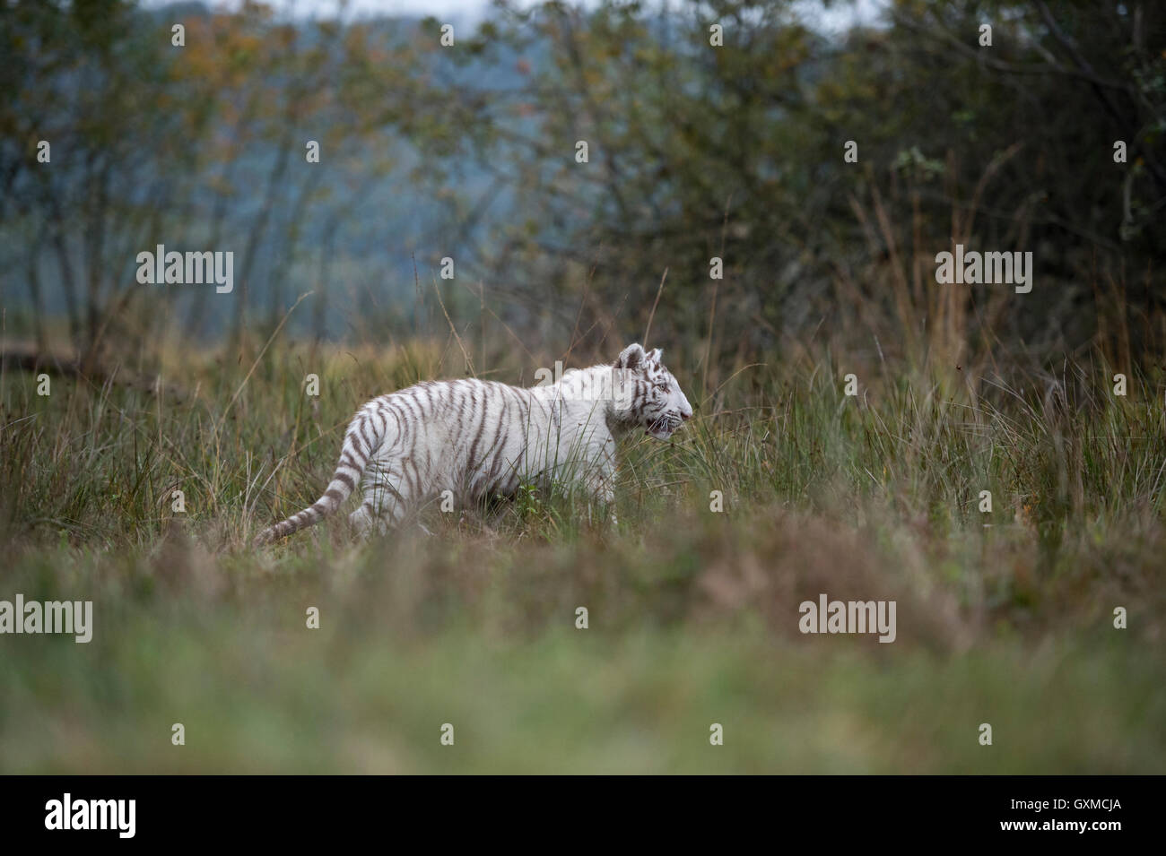 Royal tigre del Bengala / Koenigstiger ( Panthera tigris ), bianco morph, passeggiando attraverso una palude, vicino al bordo di alcuni cespugli. Foto Stock
