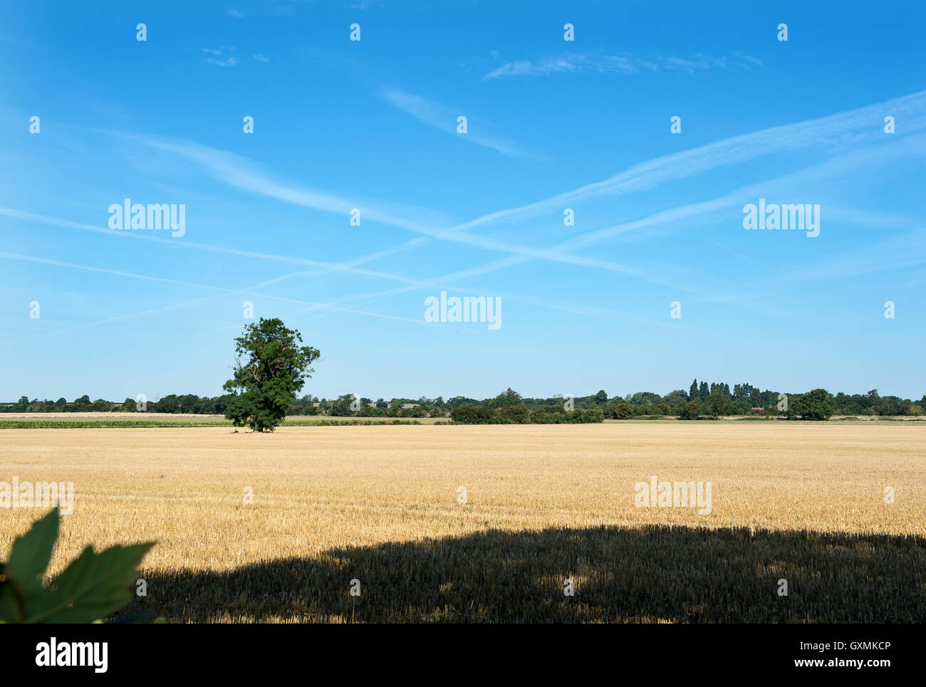 Tall weed contro uno sfondo di un maturo campo di grano pronto per la mietitura Foto Stock
