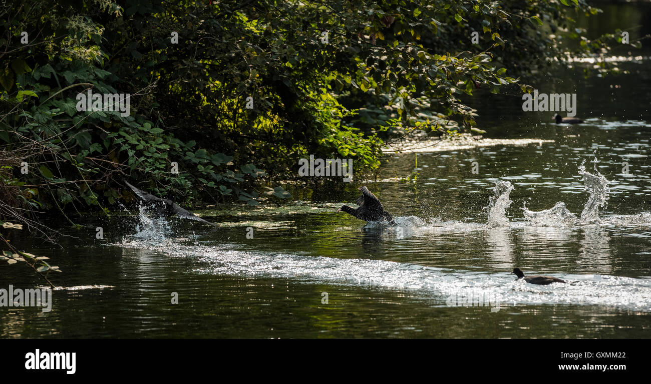 Coot nuoto sulla parte superiore dell'acqua a un fiume a Stoke Newington a Londra. La prova di fauna selvatica nel cuore di Londra Foto Stock