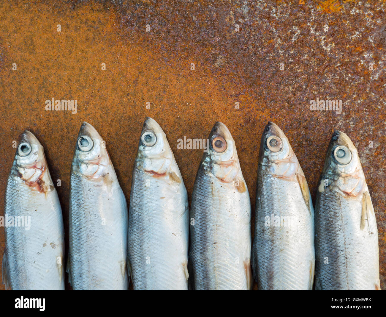 Pesci Vendace sul vecchio arrugginito foglio di ferro Foto Stock