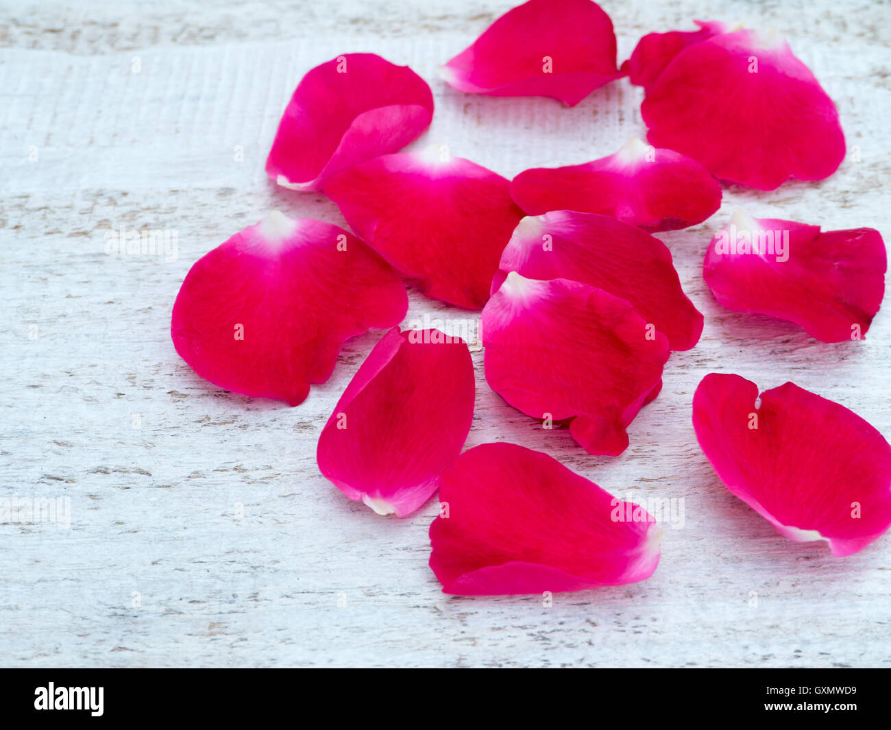 Rosa luminoso petali di rosa sul bianco ruvido legno verniciato sfondo Foto Stock