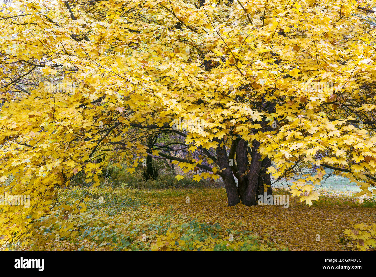 Bel giallo acero nel parco in autunno Foto Stock