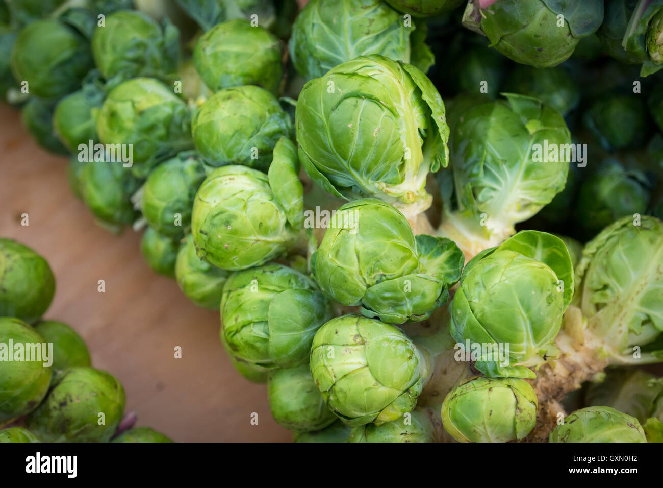 I cavoletti di Bruxelles in vendita presso la città di mercato (104 Street Market) in Edmonton, Alberta, Canada. Foto Stock