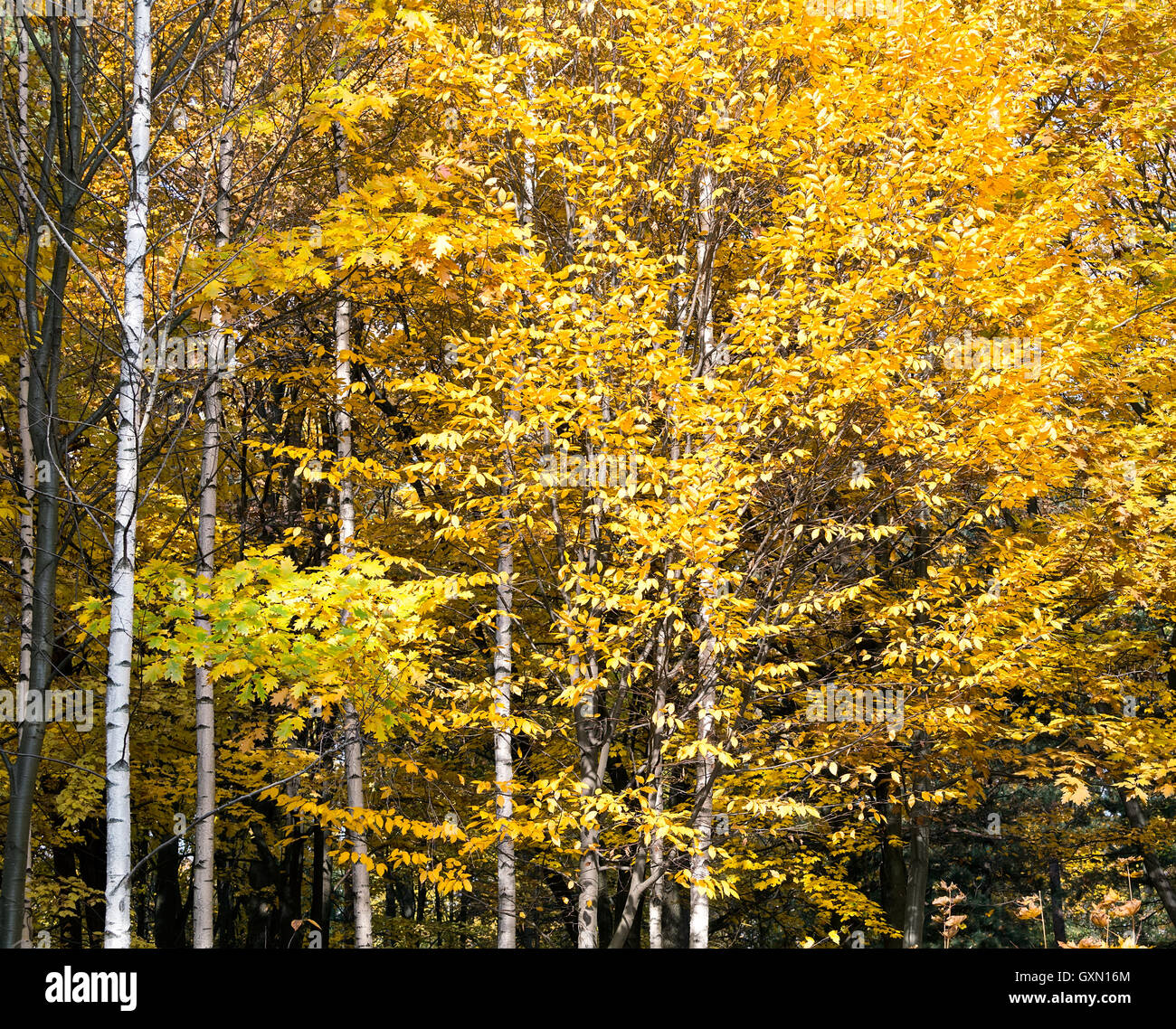 Autunno paesaggio forestale con alberi in luminosi colori vibranti Foto Stock