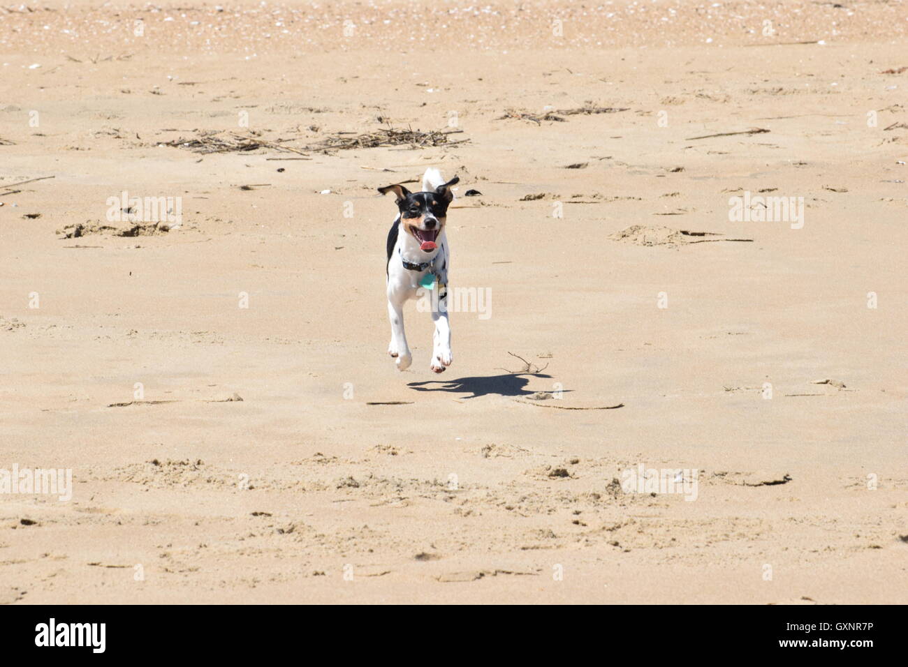 Cucciolo felice Foto Stock