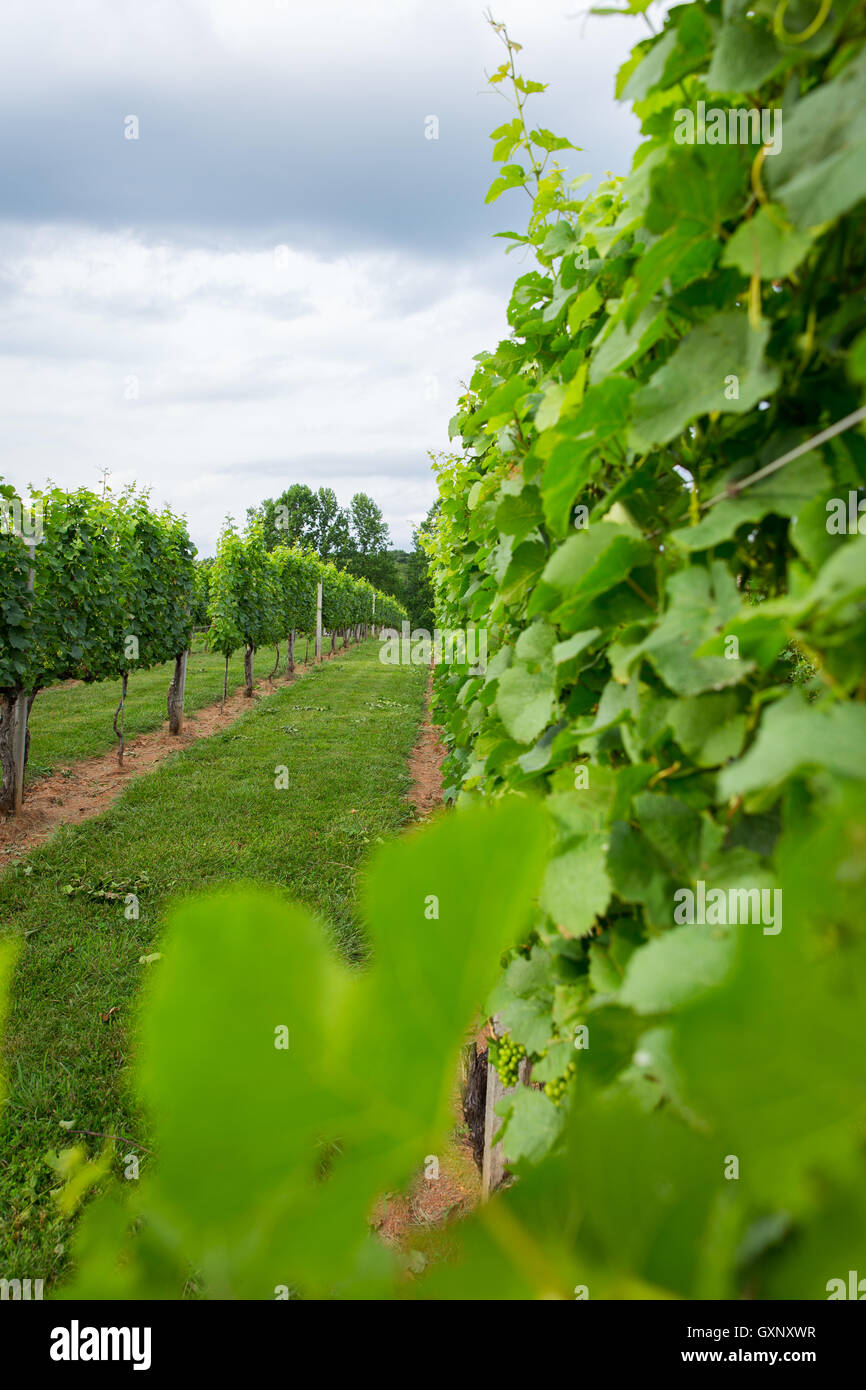Uva da vino sentiero trellis view Foto Stock