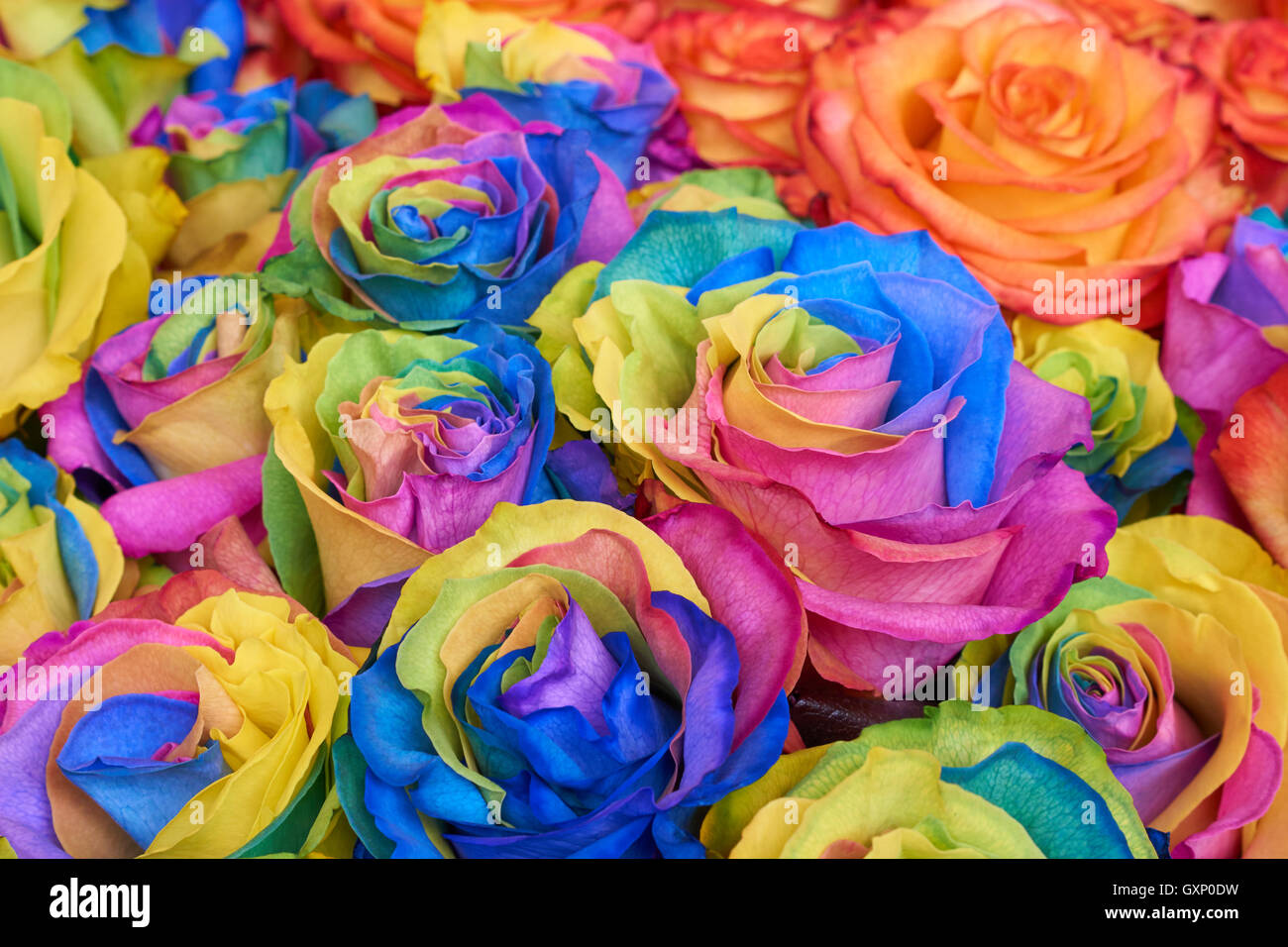 Mazzo di rose multicolori come sfondo floreale Foto Stock