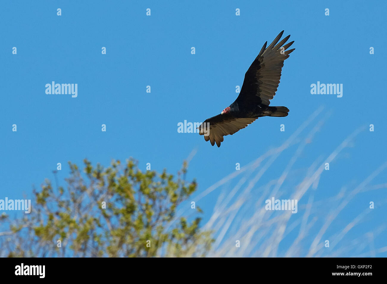 Un California Condor, (Gymnogyps californianus), impennata su Angel Island, San Francisco. Foto Stock