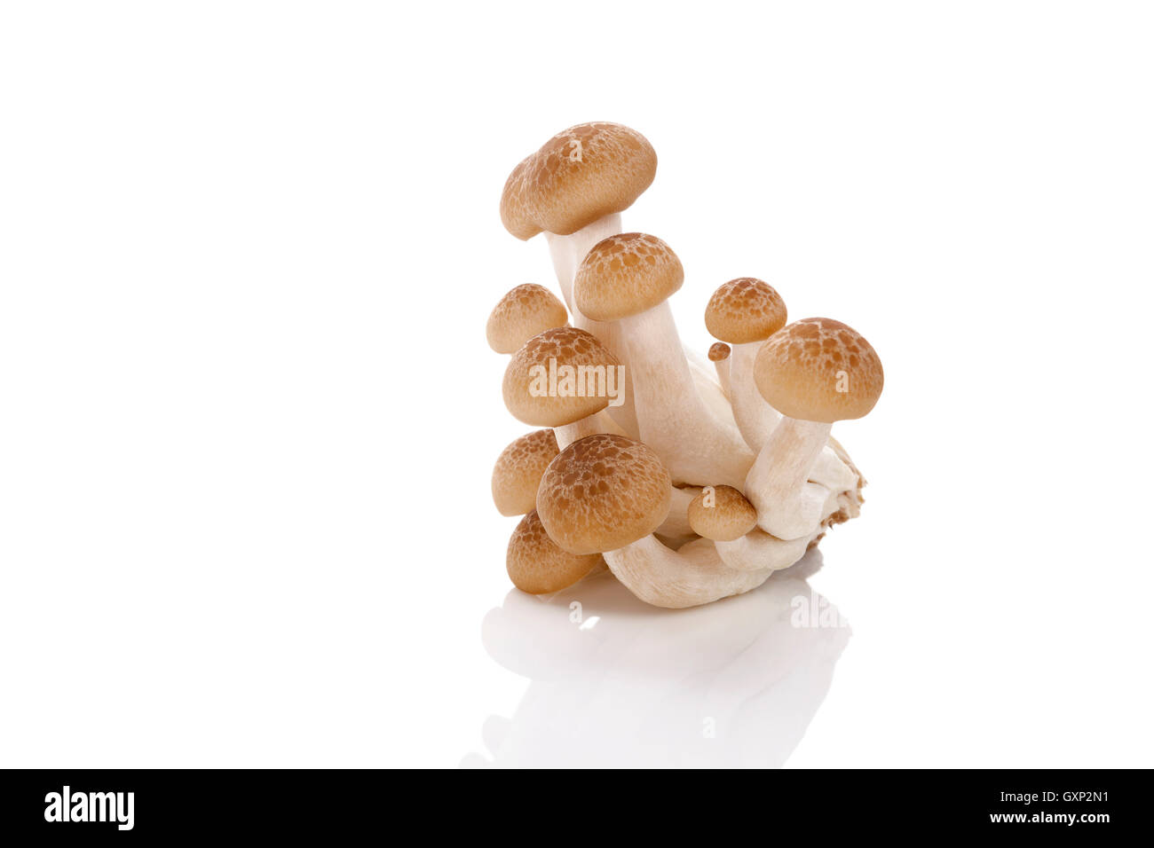 Culinario funghi shimeji isolati su sfondo bianco. Fungo sano di mangiare. Foto Stock