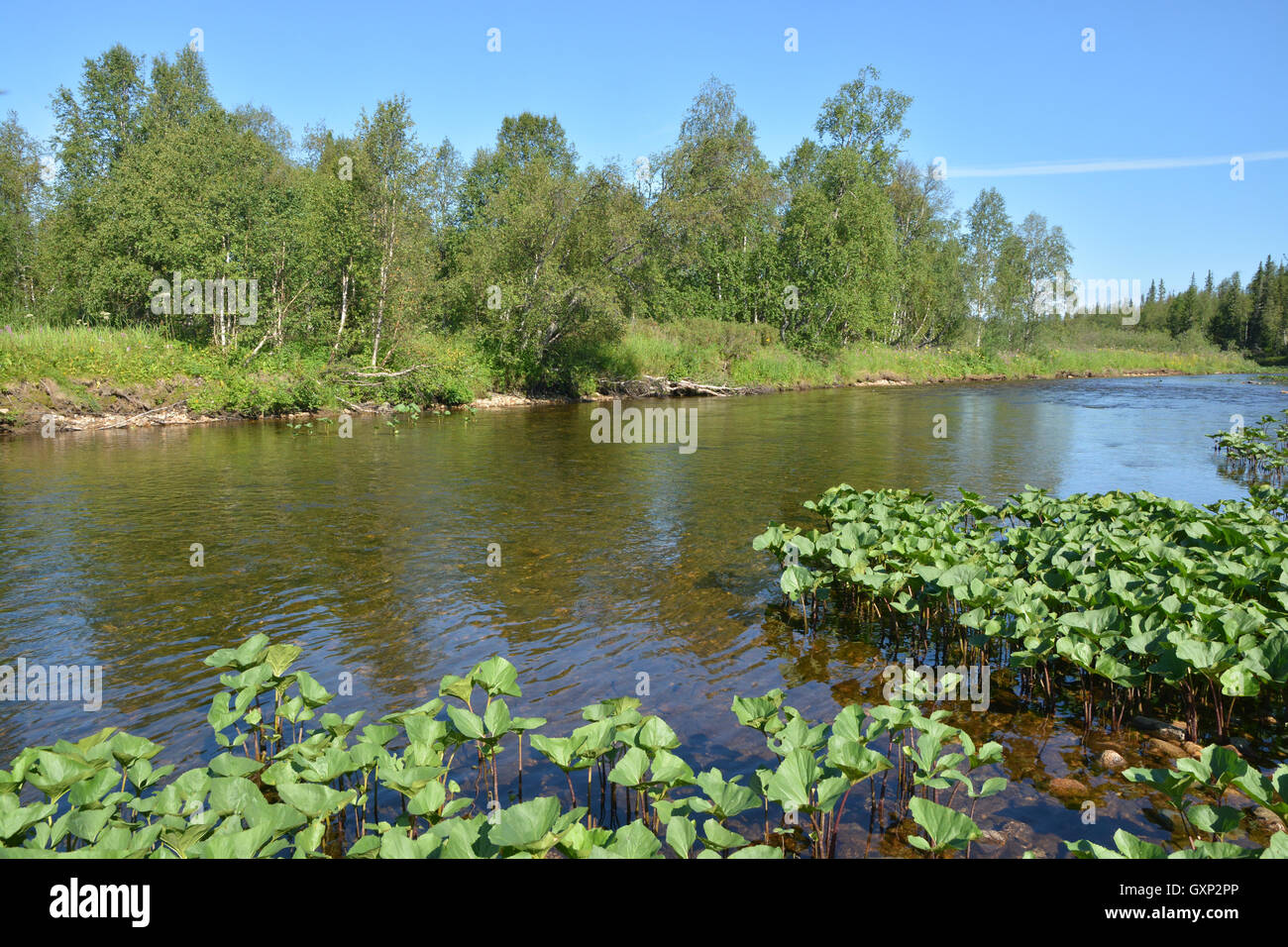 La Taiga fiume nel nord degli Urali. Il parco nazionale "Yugyd VA', l'oggetto del sito patrimonio mondiale dell'UNESCO "foresta vergine di Komi'. Foto Stock