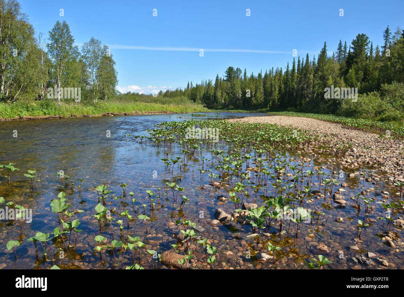 La Taiga fiume nel nord degli Urali. Il parco nazionale "Yugyd VA', l'oggetto del sito patrimonio mondiale dell'UNESCO "foresta vergine di Komi'. Foto Stock