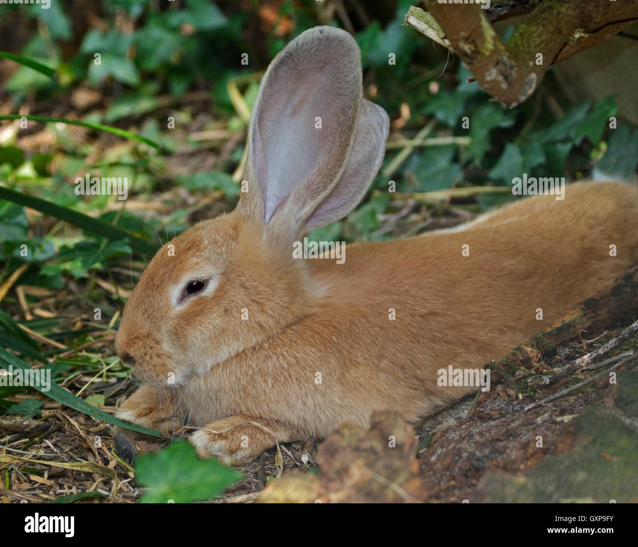 Golden grandi orecchie di coniglio domestico Foto Stock
