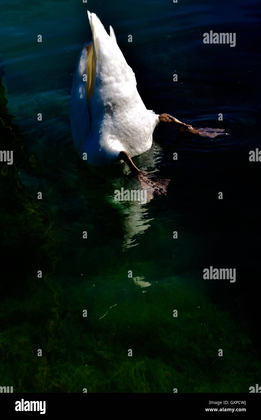 Nuoto sincronizzato di un cigno Foto Stock