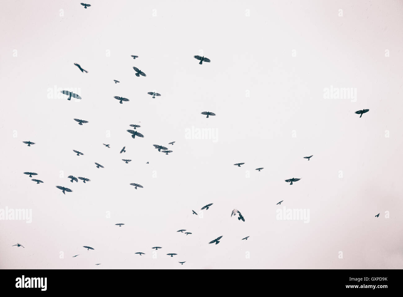 Molti di volo di uccelli sagome con fiocchi di neve caduta nel cielo, qualche grano e vignettatura aggiunto, tonica immagine. Foto Stock