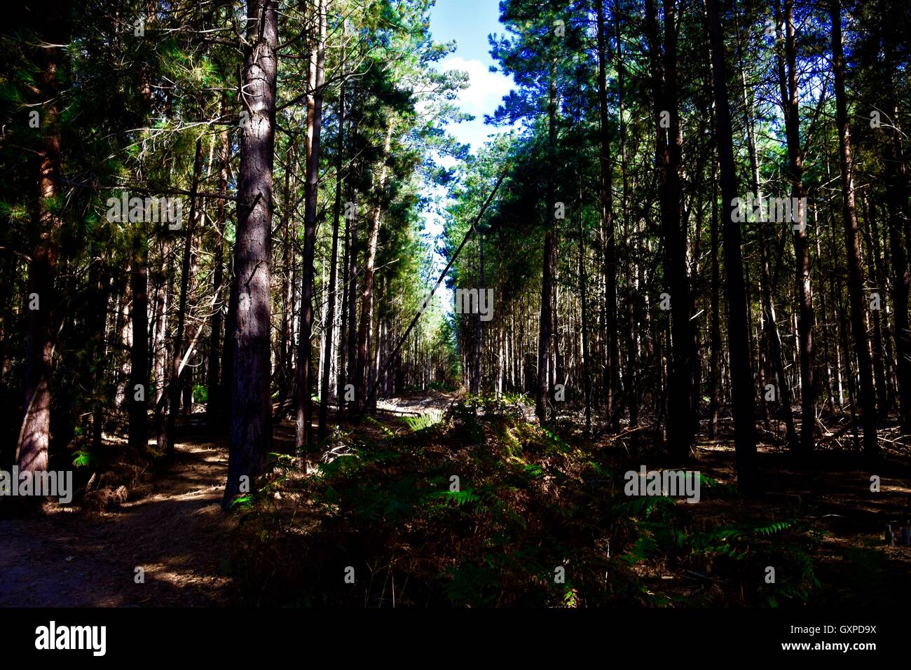 Foresta di luce e ombra Foto Stock