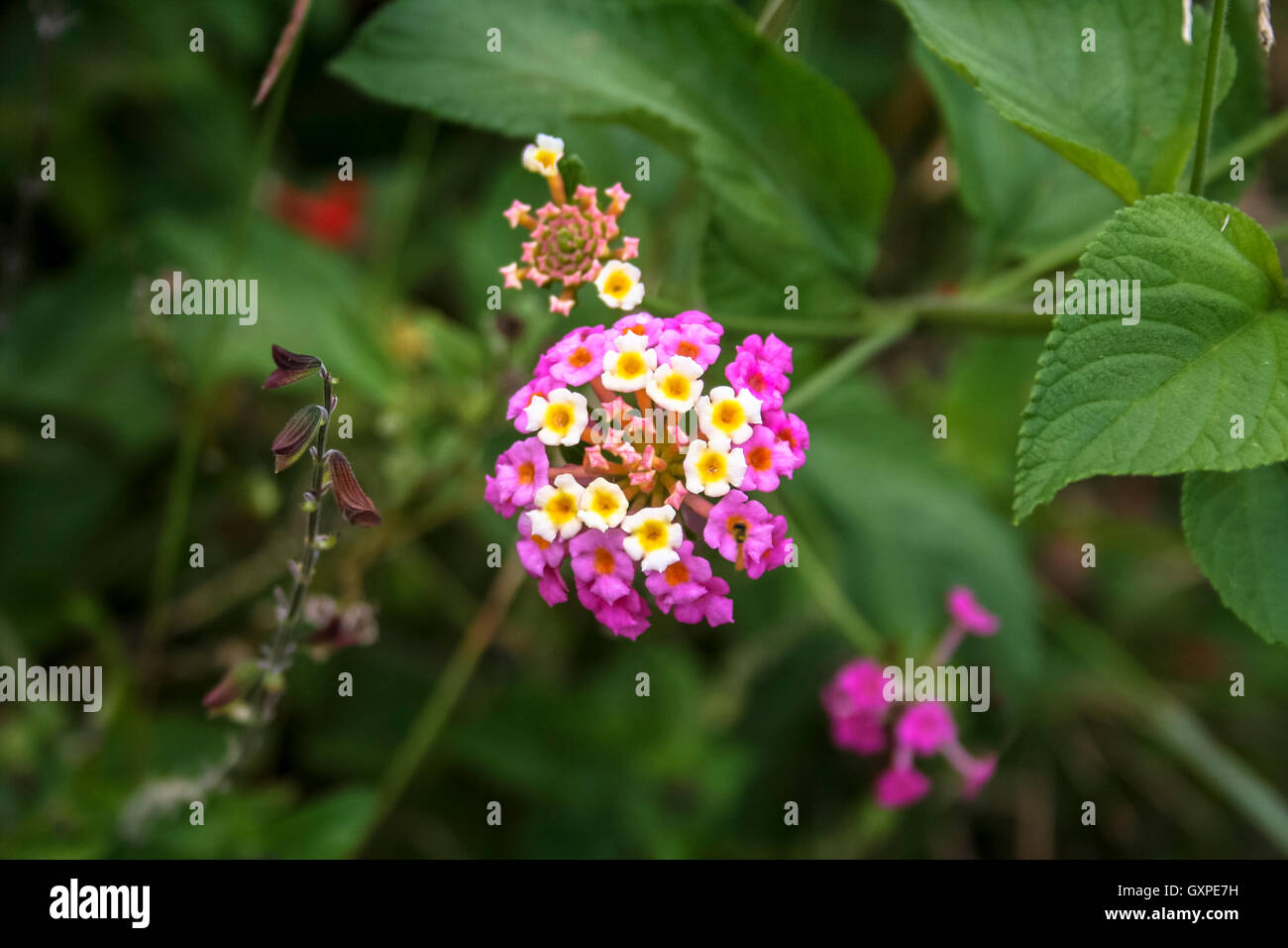 Dettaglio del fiore di lantana. Un comuni erbacce in Australis Foto Stock