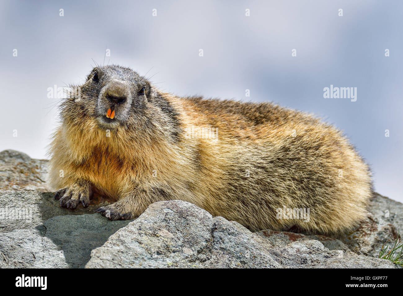 Marmotta alpina Foto Stock