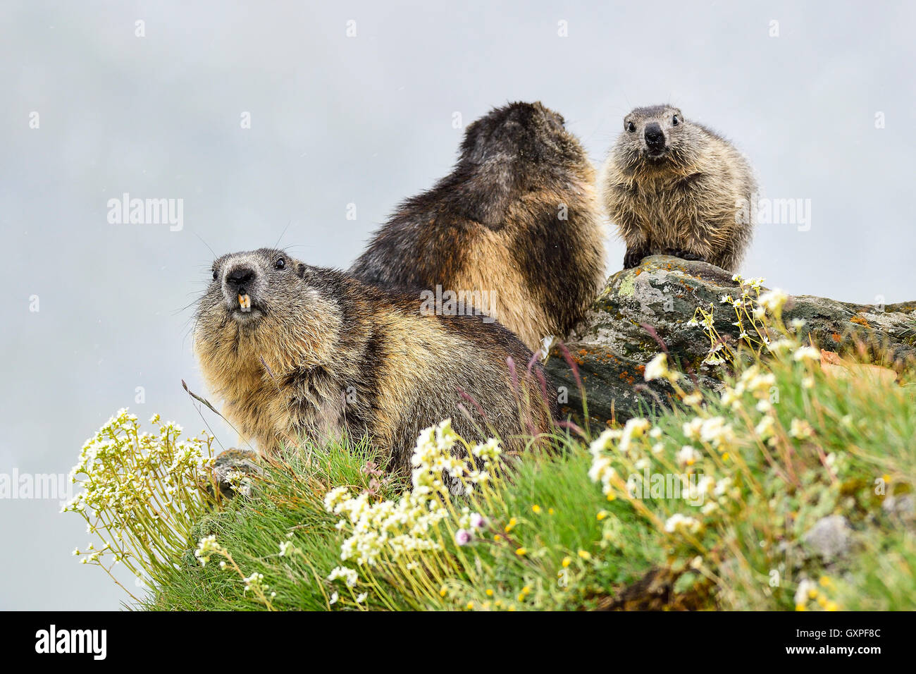 Marmotta alpina Foto Stock