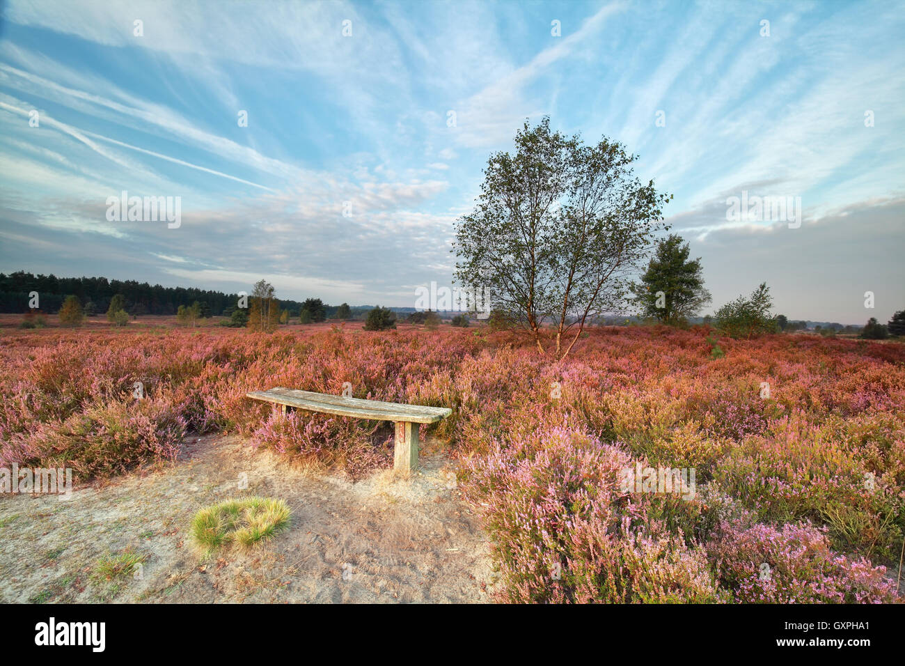 Panca tra heather fiori mediante una struttura ad albero in mattinata Foto Stock