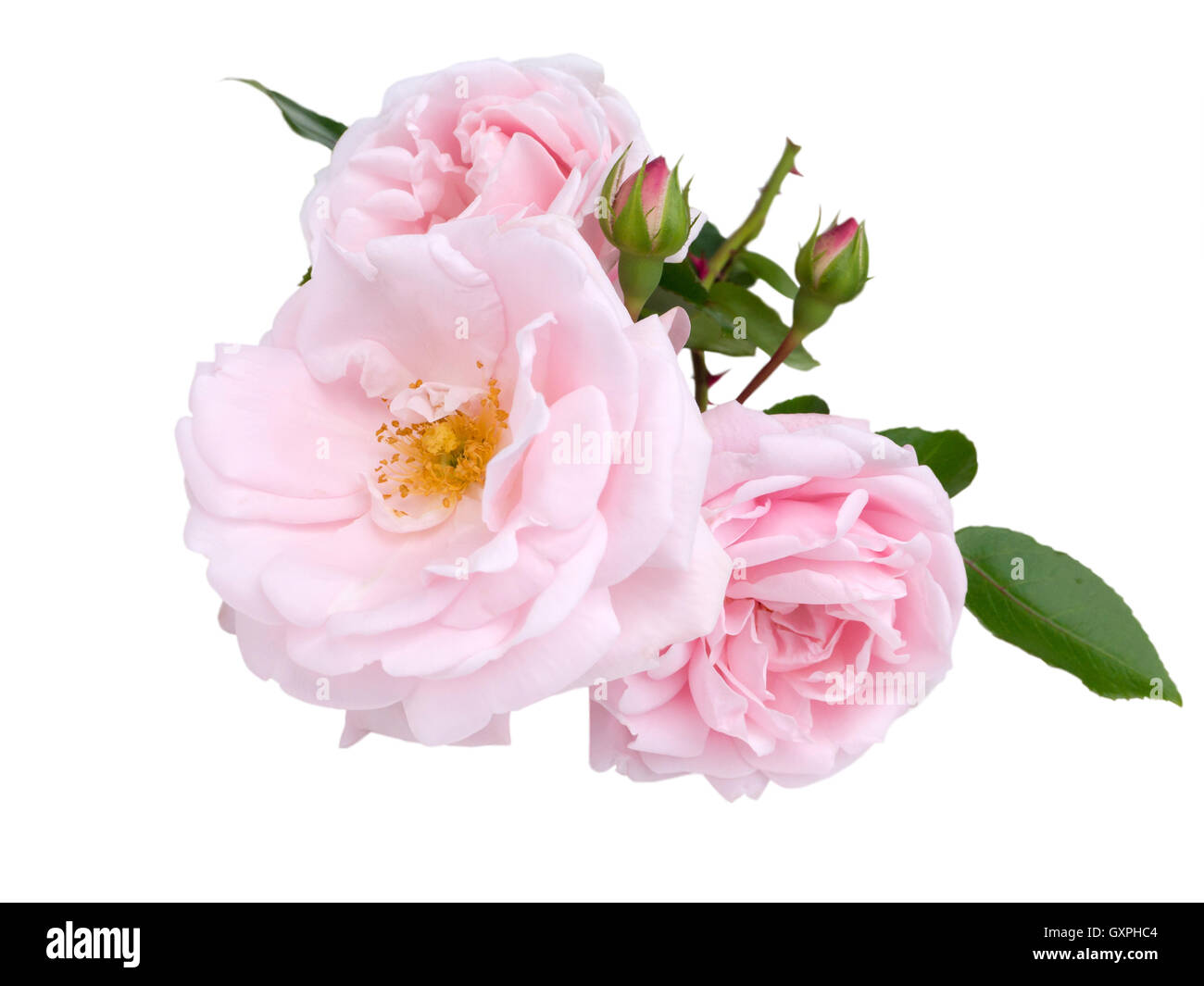 Tre rose rosa e boccioli isolato su bianco Foto Stock