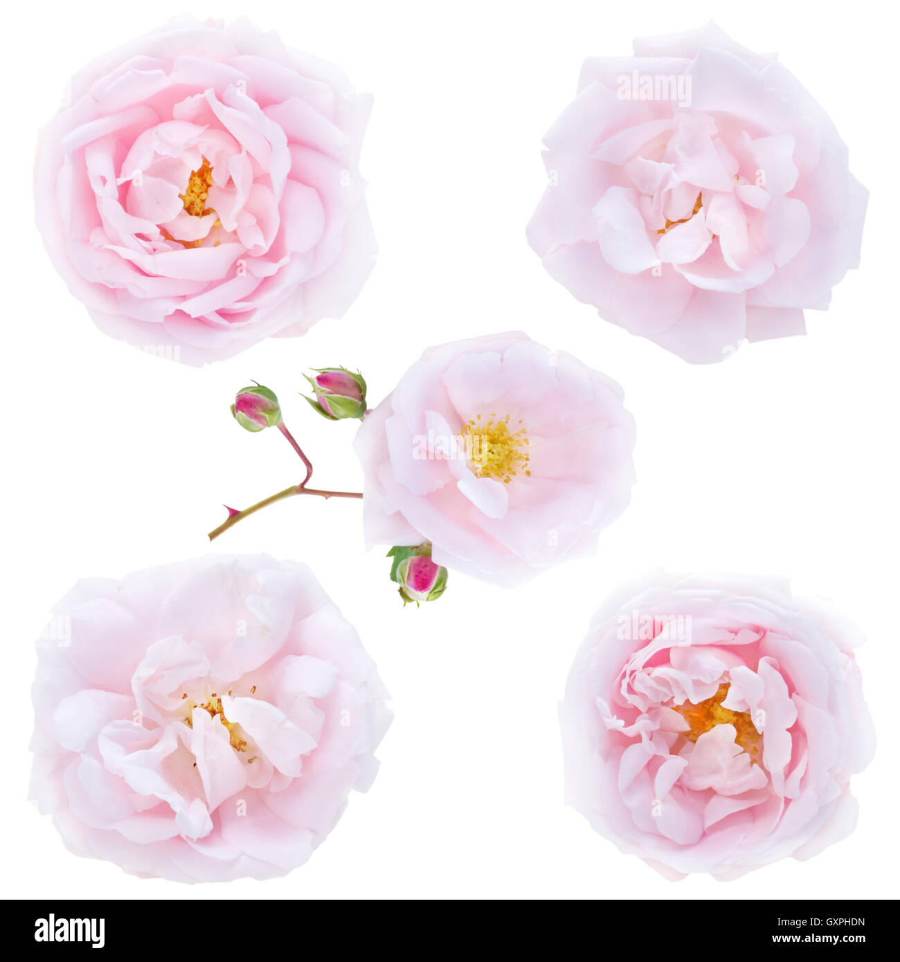 Cinque rosa pallido rose delicato isolato su bianco Foto Stock