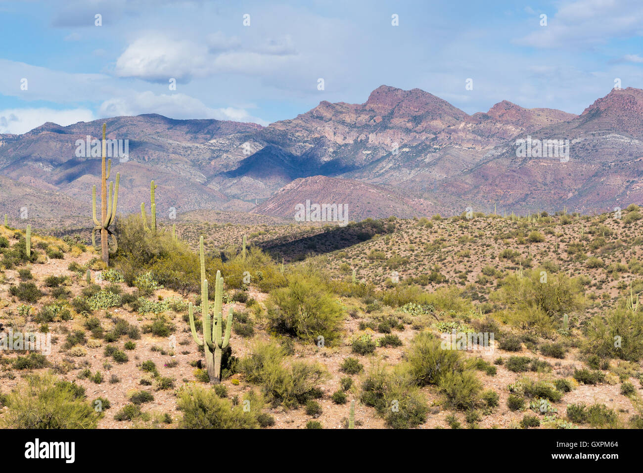 Il Salto di Apache formazione al di là del Saguaro cactus e altre forme di deserto Sonoran vegetazione. Tonto National Forest, Arizona Foto Stock