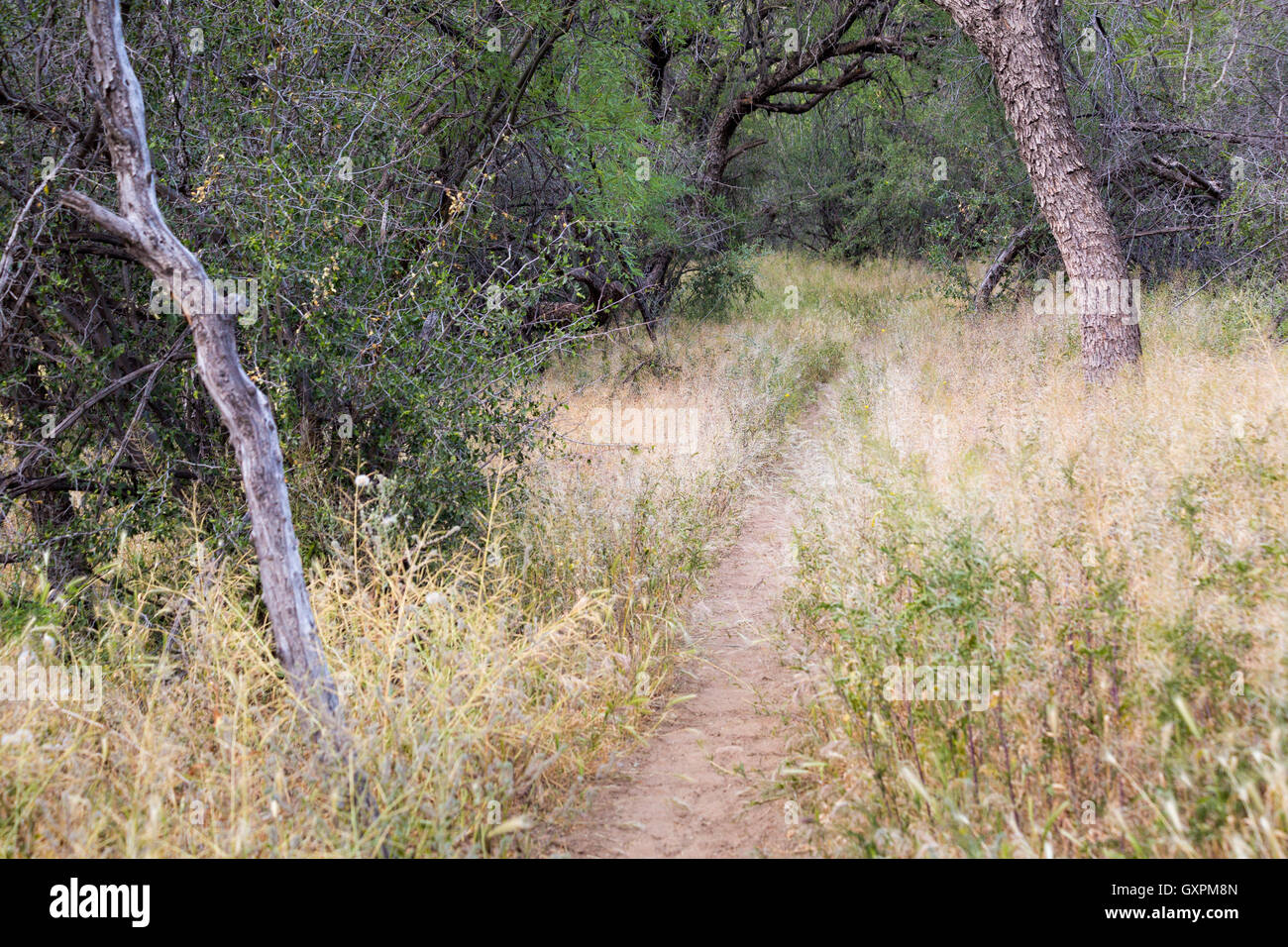 La Whitford Canyon Trail passando attraverso il deserto vegetazione ripariale nel Superstition Mountains. Tonto National Forest, Arizona Foto Stock