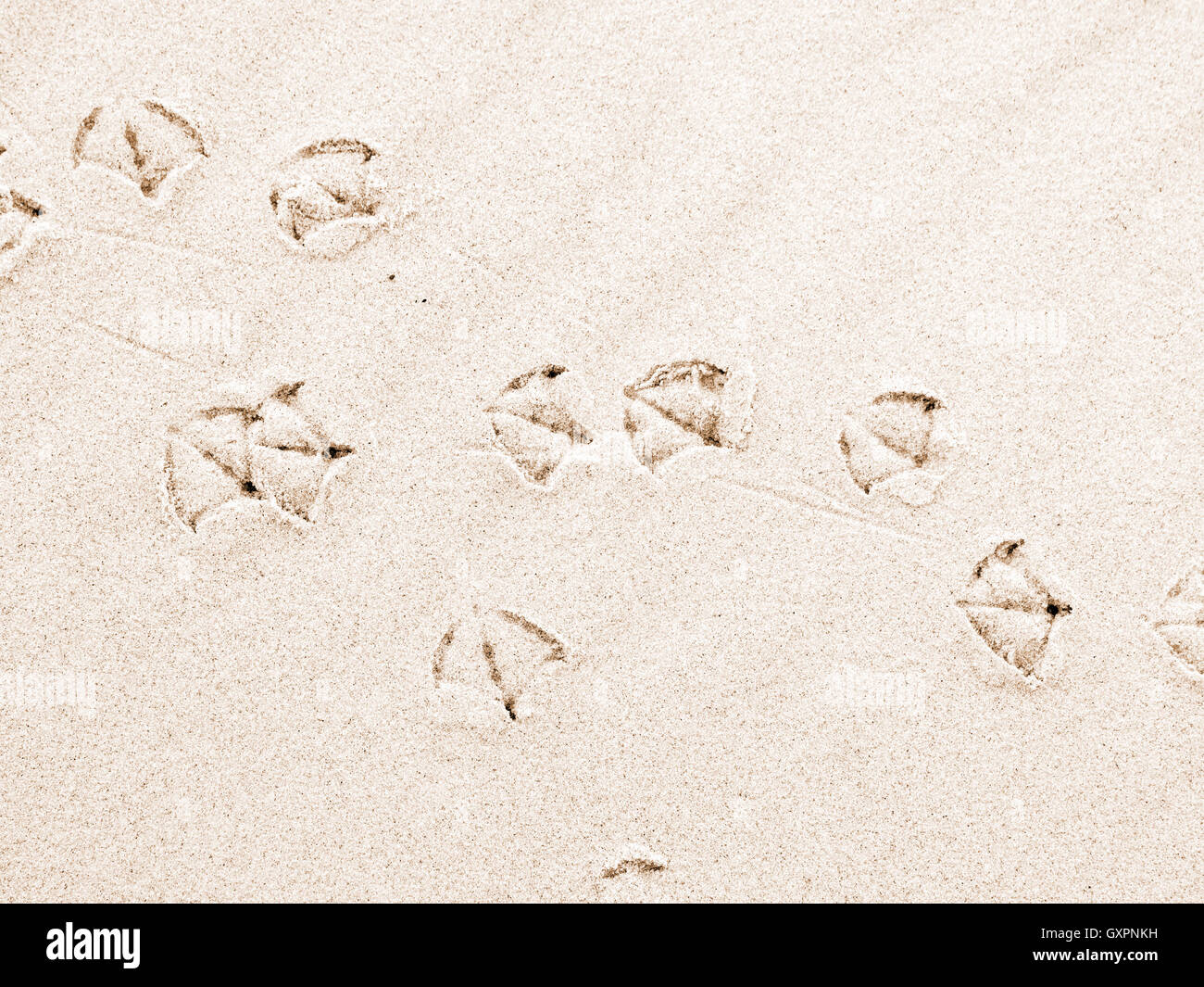 Seagull impronte sulla spiaggia di sabbia Foto Stock