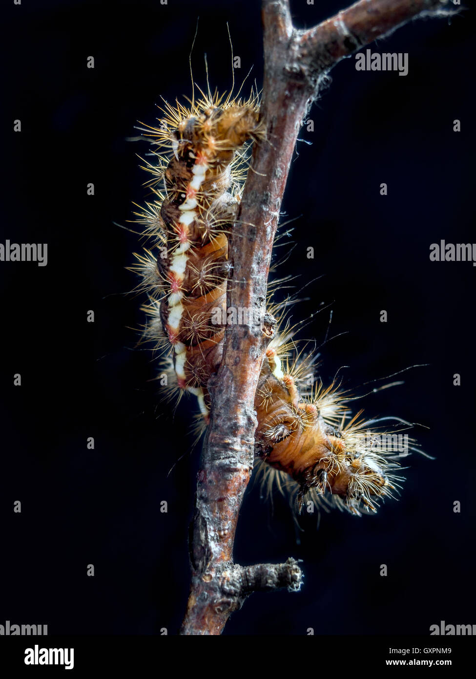 Giallo-tail tarma (Euproctis similis) bruco strisciare lungo il ramo su sfondo nero Foto Stock