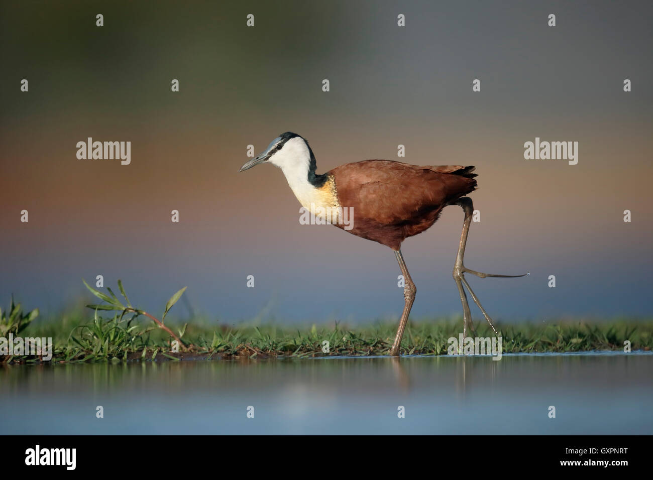 Jacana africana, Actophilornis africanus, singolo da acqua, Sud Africa, Agosto 2016 Foto Stock