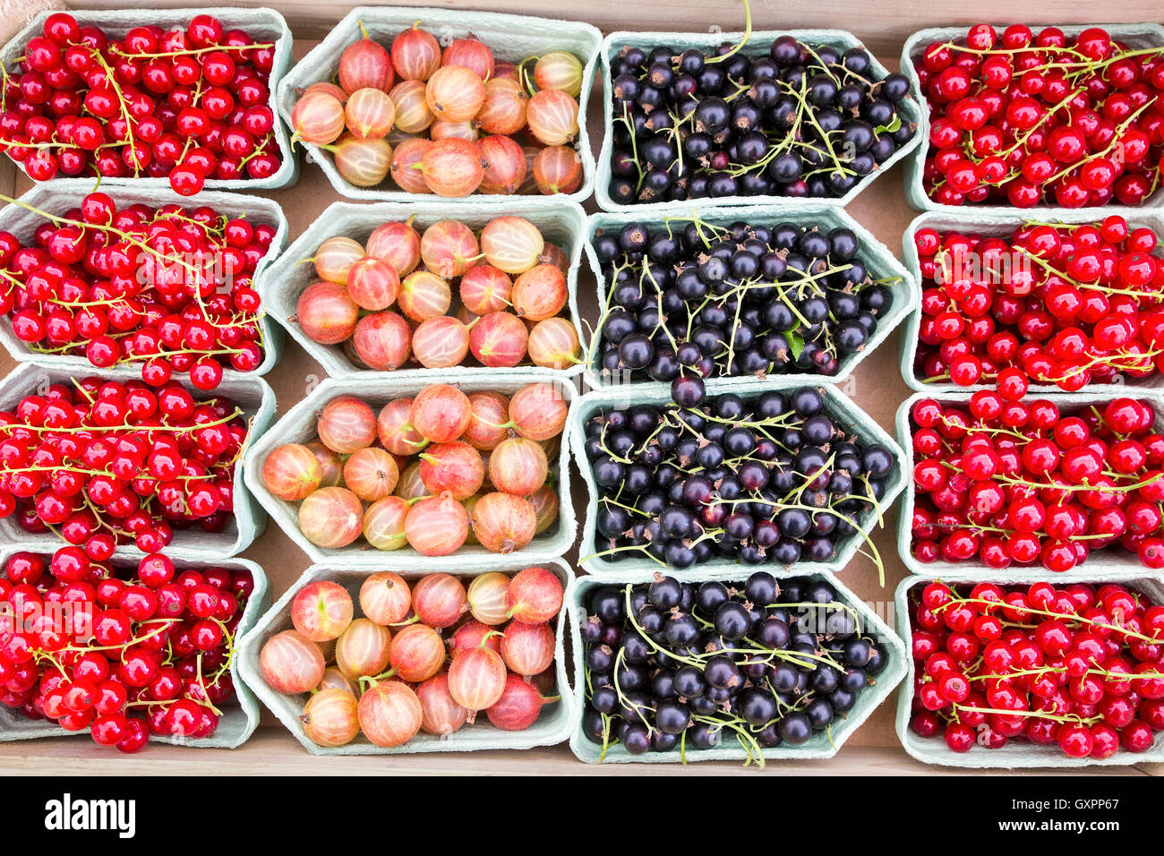 Vassoi di frutta con More Ribes a grappoli e uva spina sul mercato Foto Stock
