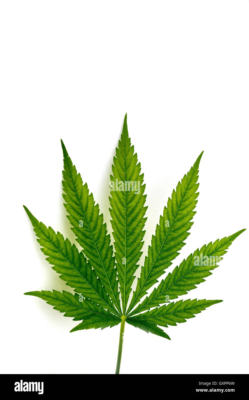 Foglia della pianta di cannabis isolati su sfondo bianco Foto Stock